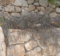 thorns on a sheepfold wall to keep out wild animals